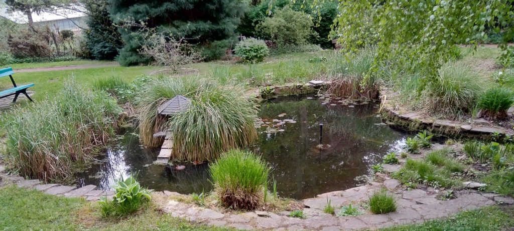 Beitragsbild: Teich im Botanischer Erlebnisgarten, Bildrechte: Botanischer Erlebnisgarten